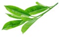 Fresh tea leaves isolated on white background. File contains clipping path Royalty Free Stock Photo