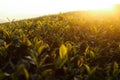 Fresh tea leaves on morning Royalty Free Stock Photo