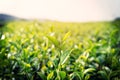 Fresh tea leaves in morning with sunlight Royalty Free Stock Photo