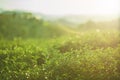 Fresh tea and tea plantations in a nice atmosphere Royalty Free Stock Photo