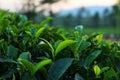 Fresh Tea plants