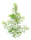 Fresh tea tree leaves isolated on white Royalty Free Stock Photo
