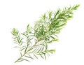 Fresh tea tree leaves isolated on white Royalty Free Stock Photo