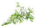 Fresh tea tree leaves isolated on white Royalty Free Stock Photo