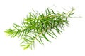 Fresh tea tree leaves isolated on white Royalty Free Stock Photo