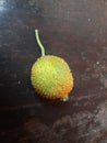 Fresh Teasel gourds in black background.