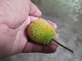 Fresh Teasel gourds.