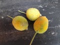 Fresh Teasel gourds in black background.