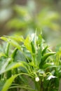 Fresh and tender Chaotian pepper seasoning ingredients grow on the branches