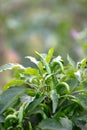 Fresh and tender Chaotian pepper seasoning ingredients grow on the branches