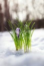 Fresh tender flowers purple crocuses make their way in the spring in the garden from under the brilliant white snow on a warm