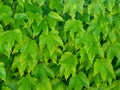 Fresh tender leaves of Virginia Creeper Background five-leaved ivy