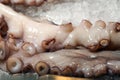 Fresh tentacles in ice Royalty Free Stock Photo