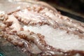 Fresh tentacles in ice Royalty Free Stock Photo