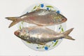 Fresh tenualosa ilisha or hilsa fish in a ceramic plate Royalty Free Stock Photo