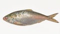 Fresh tenualosa ilisha or hilsa fish on white background Royalty Free Stock Photo