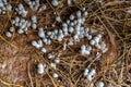 Fresh termite mushroom growing from the soil in the green forest. Termite Hill mushroom small. Class: Homobasidiomycetes .Fresh Royalty Free Stock Photo