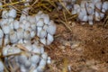 Fresh termite mushroom growing from the soil in the green forest. Termite Hill mushroom small. Class: Homobasidiomycetes .Fresh