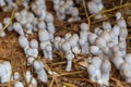 Fresh termite mushroom growing from the soil in the green forest. Termite Hill mushroom small. Class: Homobasidiomycetes .Fresh Royalty Free Stock Photo