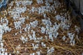 Fresh termite mushroom growing from the soil in the green forest. Termite Hill mushroom small. Class: Homobasidiomycetes .Fresh Royalty Free Stock Photo