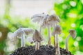 Fresh termite mushroom growing