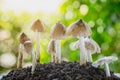 Fresh termite mushroom growing from the soil in the green forest of Thailand.