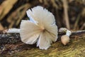 Fresh termite mushroom