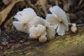 Fresh termite mushroom