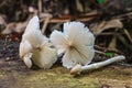 Fresh termite mushroom