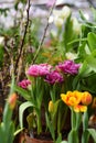 fresh terry pink and purple tulips Mascotte in Botanical Garden of Moscow University `Pharmacy Garden` or `Aptekarskyi ogorod`