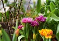 fresh terry pink and purple tulips Mascotte in Botanical Garden of Moscow University `Pharmacy Garden` or `Aptekarskyi ogorod`