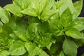 Fresh early-season Thai basil, Ocimum basilicum, background, from above Royalty Free Stock Photo