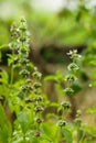 Fresh Thai basil flowers,Holy Basil leaves