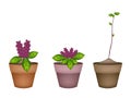 Fresh Thai Basil Plant in Ceramic Flower Pots Royalty Free Stock Photo