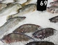 Fresh Thai Carp or Tilapia freezing on ice with price tag and copy space at fish market. Animal