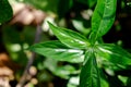 Fresh Thai herbal medicine herbs organic plant leaves Andrographis paniculata Royalty Free Stock Photo