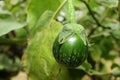 Fresh thai kermit eggplant in garden Royalty Free Stock Photo