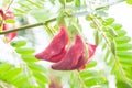 Fresh Thai vegetable Agasta on the tree with green leaf and branch. rainy day. with water drop. I Royalty Free Stock Photo