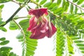 Fresh Thai vegetable Agasta on the tree with green leaf and branch. rainy day. with water drop. I Royalty Free Stock Photo