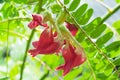 Fresh Thai vegetable Agasta on the tree with green leaf and branch. rainy day. with water drop. I Royalty Free Stock Photo