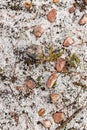 A Fresh Thin Layer of Graupel Snow Pellets Cover the Ground with Pretty Pieces of Pink Granite