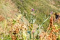 fresh thistle closeup on mountain slope in summer Royalty Free Stock Photo