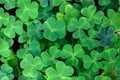 Fresh three-leaved shamrocks as natural green background.  St. Patrick`s day holiday symbol.  Top view. Selective focus Royalty Free Stock Photo