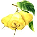 Fresh three yellow fruits rose apple with leaves on branch isolated, hand drawn watercolor illustration on white