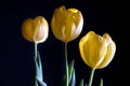 Three yellow tulips  on black background Royalty Free Stock Photo