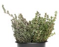 Fresh thyme Royalty Free Stock Photo