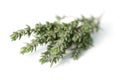 Fresh thyme Royalty Free Stock Photo