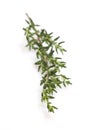 Fresh thyme branch 1