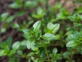 Fresh thyme growing in the garden, selective focus image