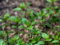 Fresh thyme growing in the garden, selective focus image